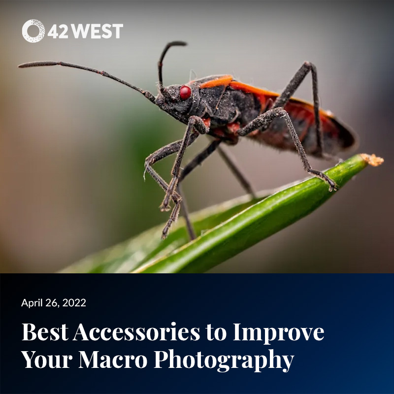 Best Accessories to Improve Your Macro Photography