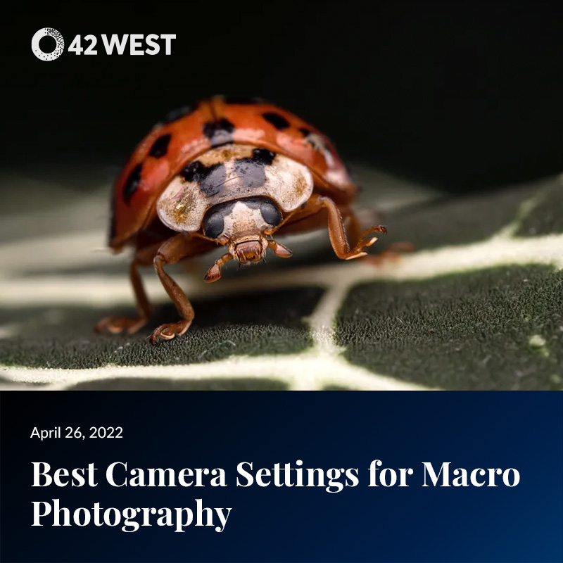 Best Camera Settings for Macro Photography