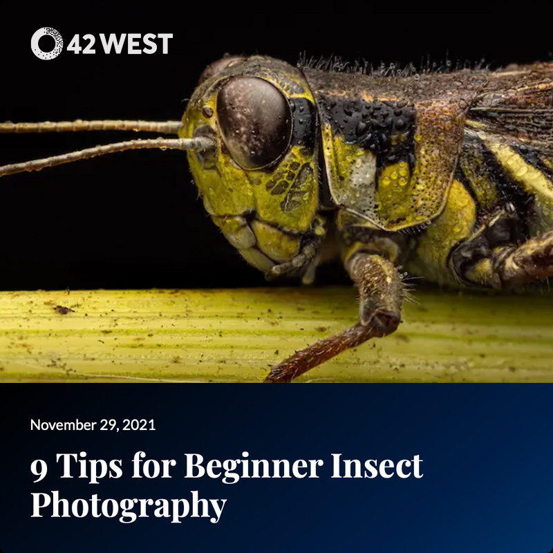 Tips for Beginner Insect Photography