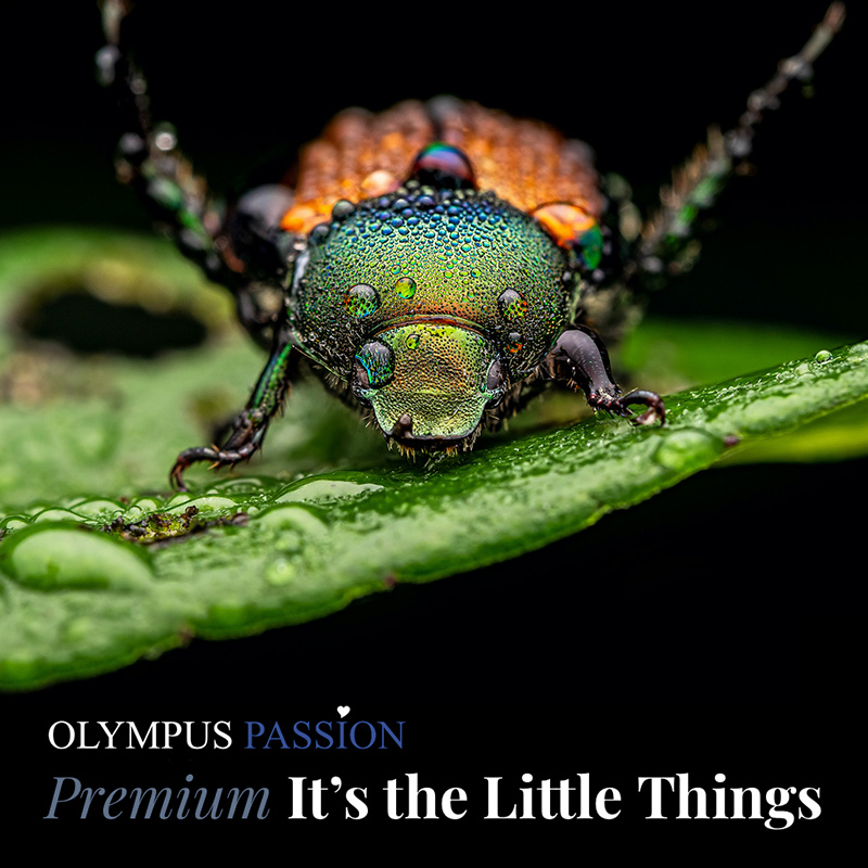 Olympus Passion: It's the Little Things