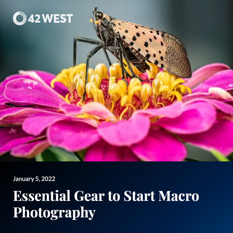 Essential Gear for Macro