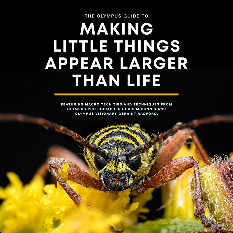 The OM SYSTEM Guide to Macro Photography