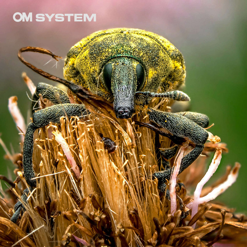 Mastering the 60mm Macro