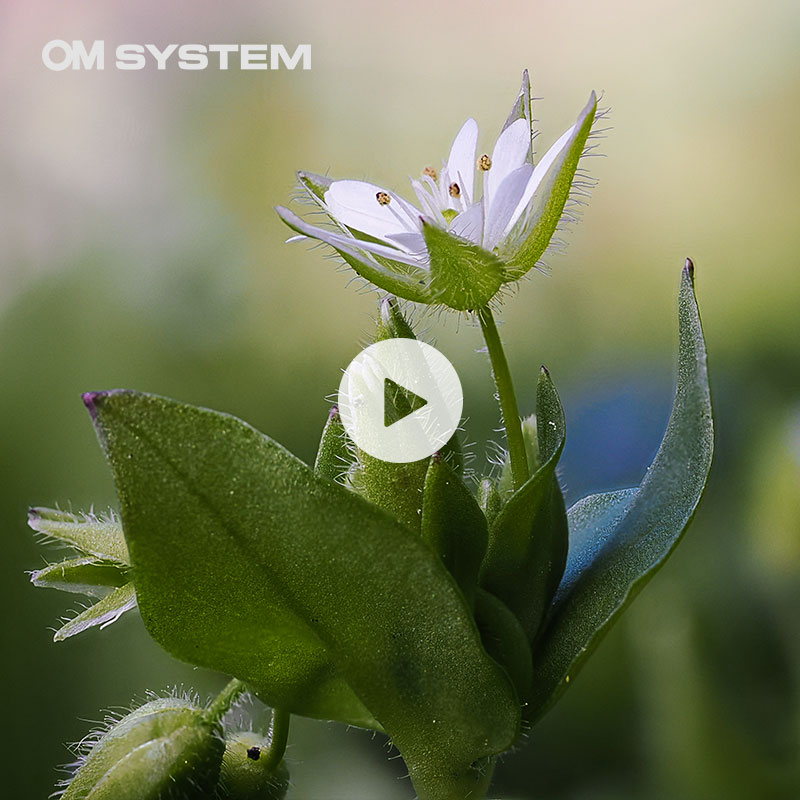 Focus Stacking with the OM-1